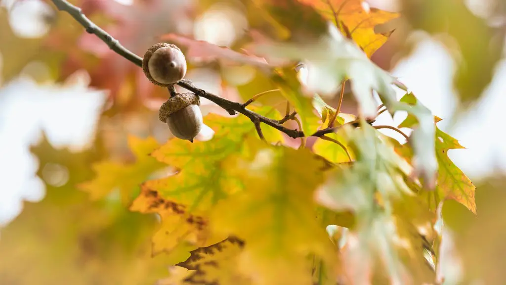 How long it takes for apple tree to bear fruit?