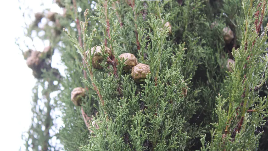 Can you prune an apple tree?