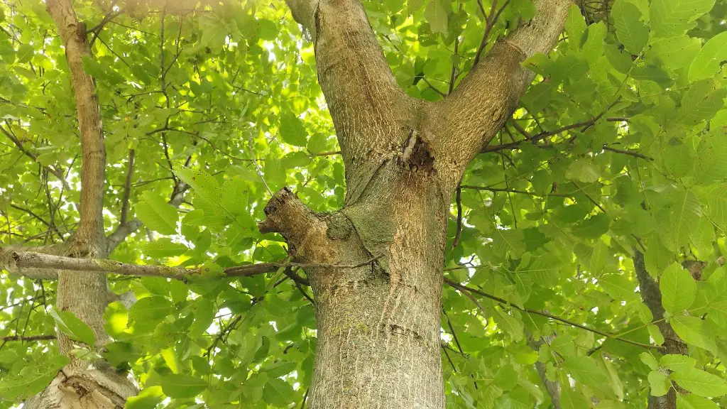 How Long Does It Take To Grow Cherry Tree