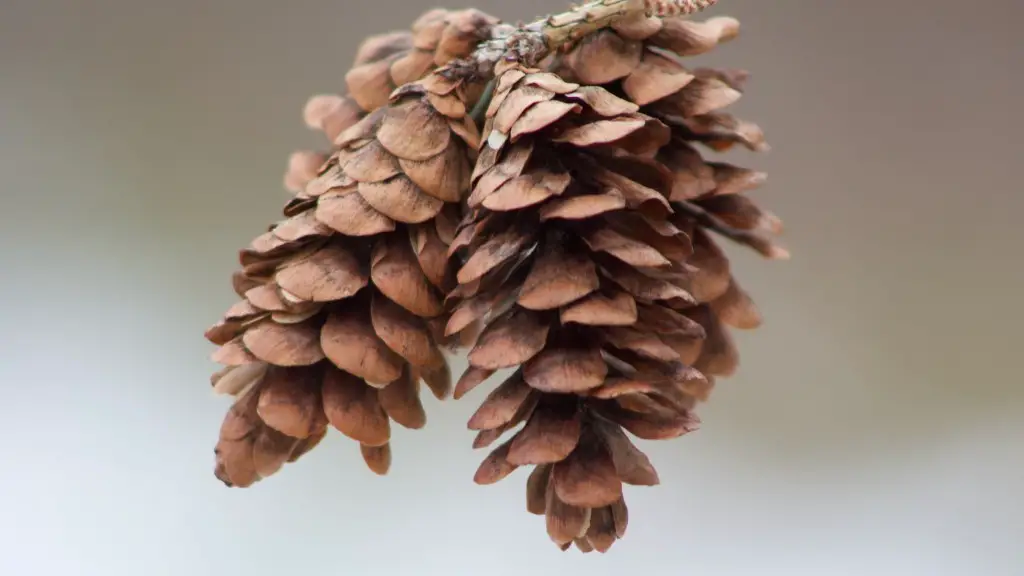 Can you bonsai a palm tree?