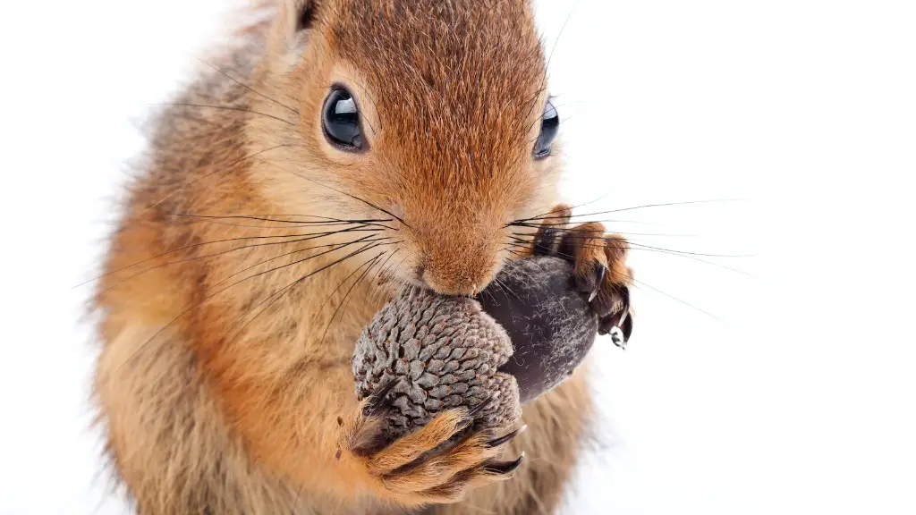 What nuts are considered tree nuts?