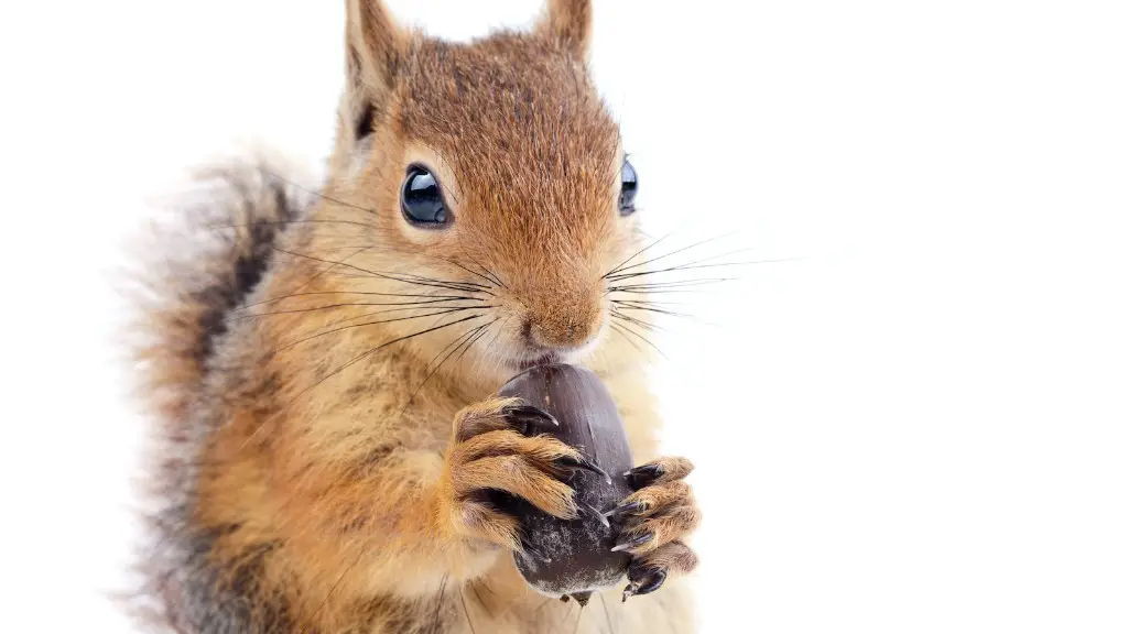 Are bitter almonds tree nuts?