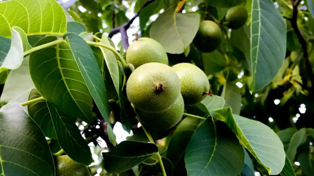 How many bushels of apples per tree?