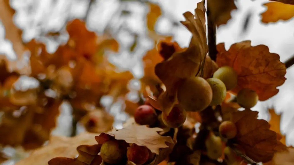 What is a brazil nut tree?