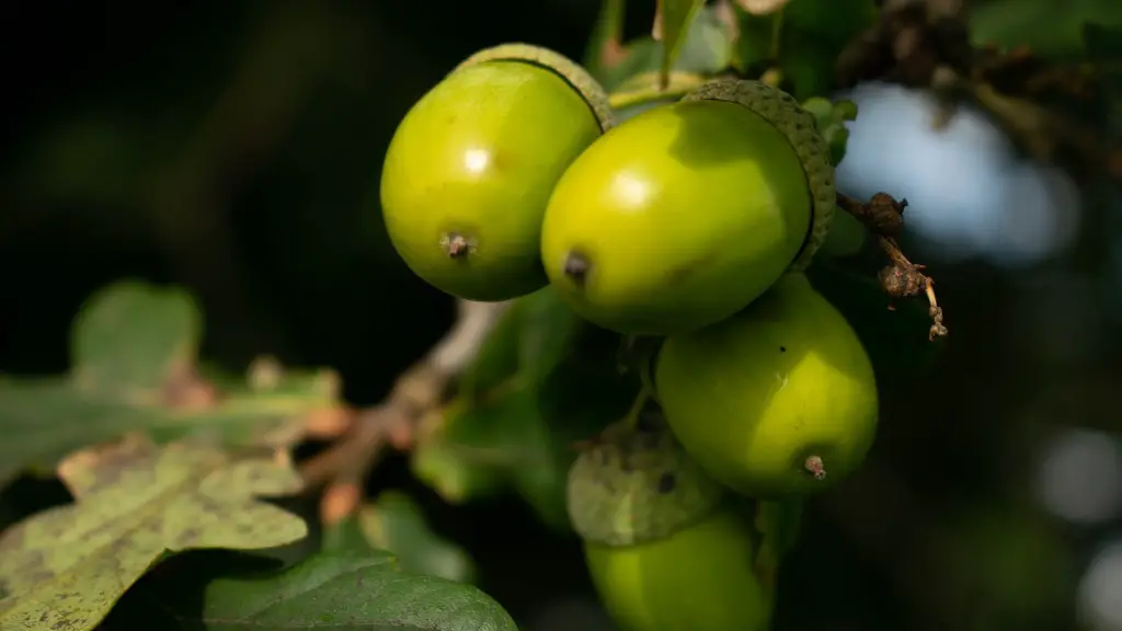 When Do Lemons Turn Yellow On The Tree