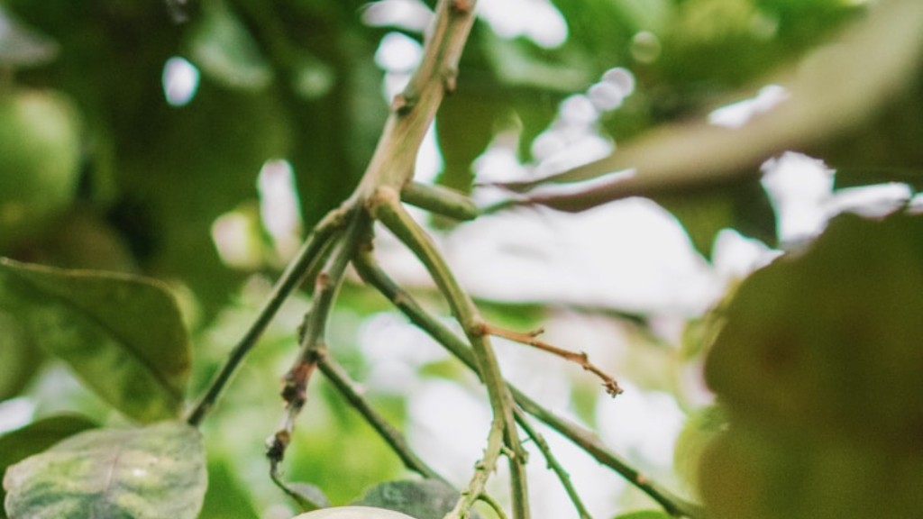 Can a lemon tree grow in texas?