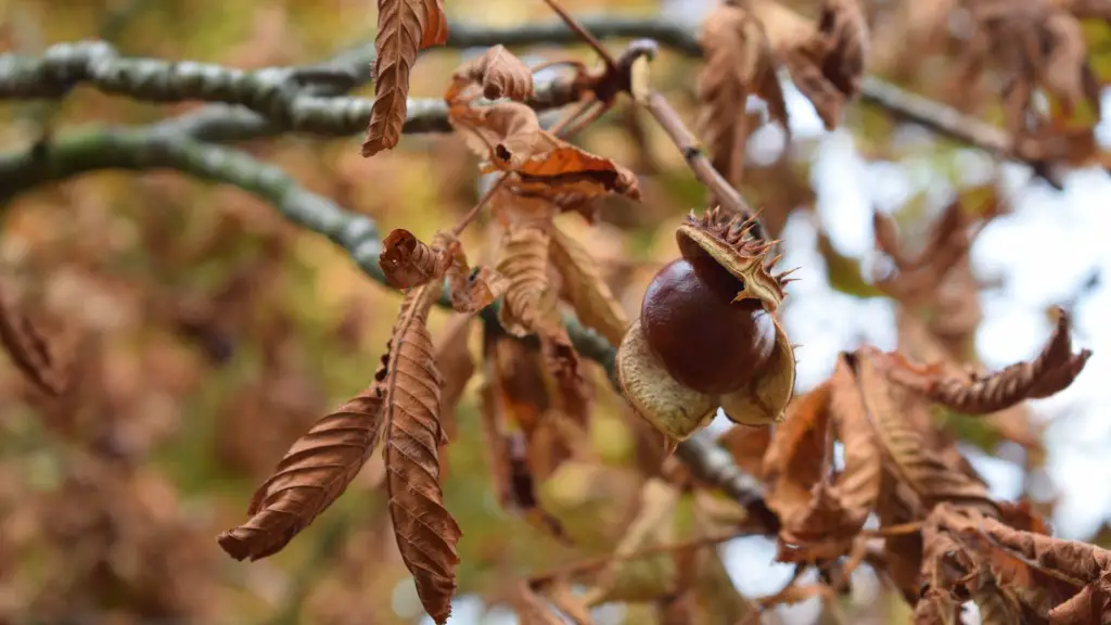 What is a soap nut tree?