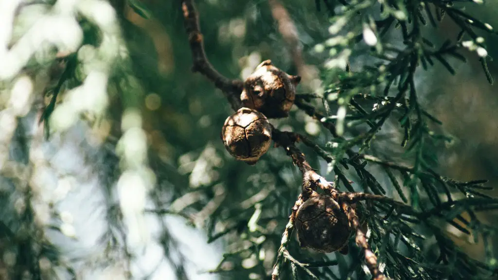 Are dates considered a tree nut?