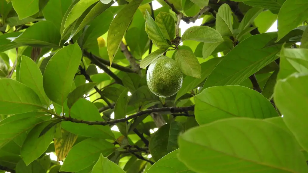 What is tree nut?