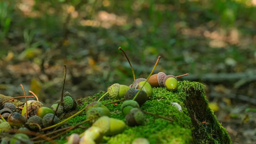 How long for an apple tree to produce fruit?