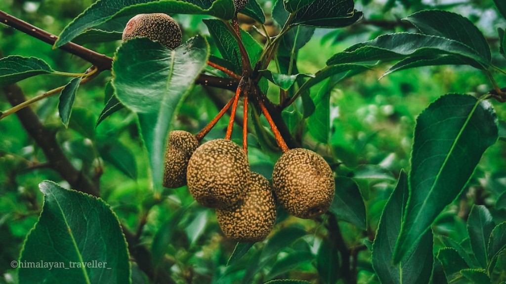 Is A Lemon Tree Poisonous To Dogs