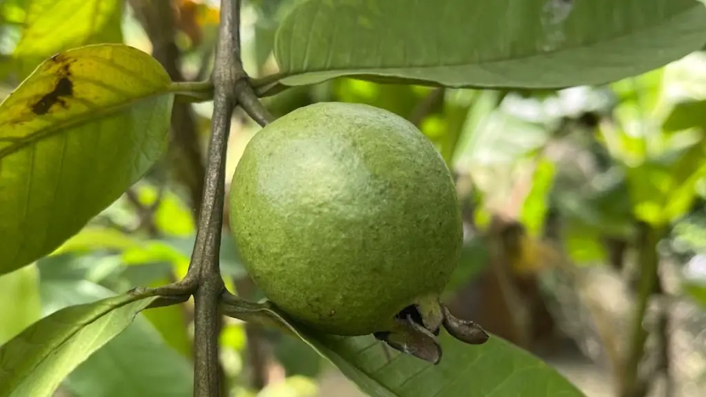 Where do tree nuts grow?