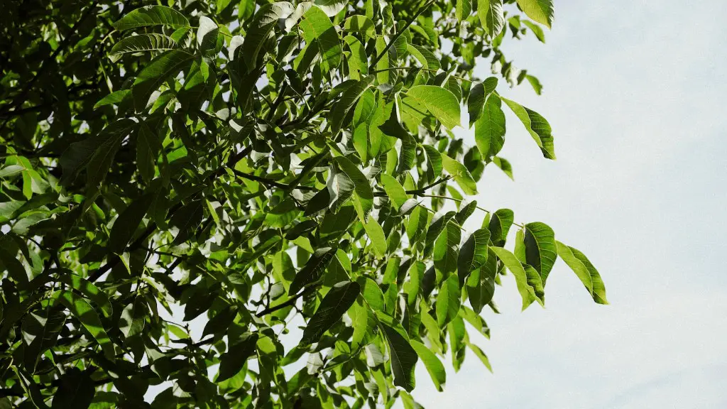 Can You Grow An Avocado Tree In Ny