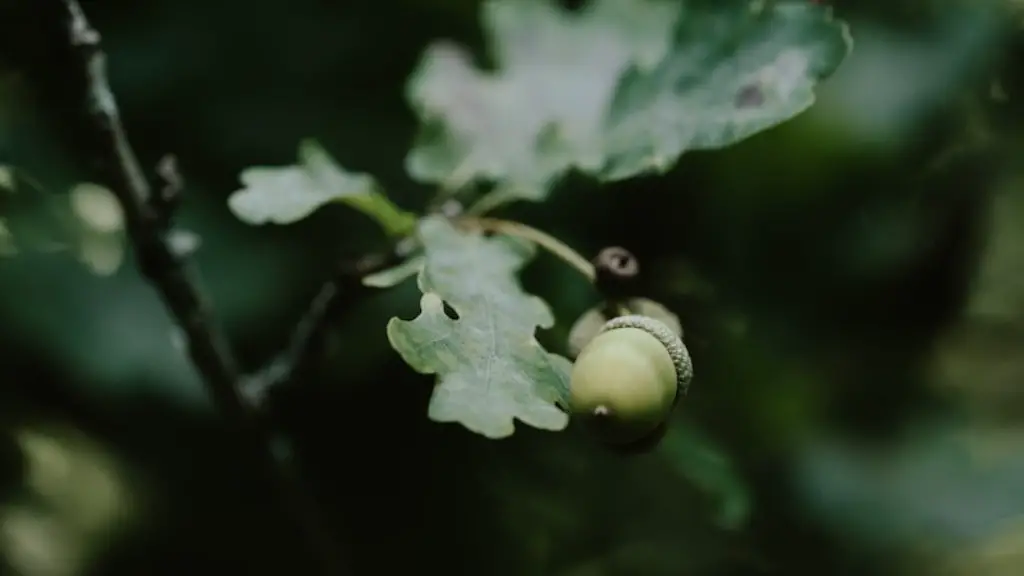 Can you be allergic to tree nuts but not peanuts?