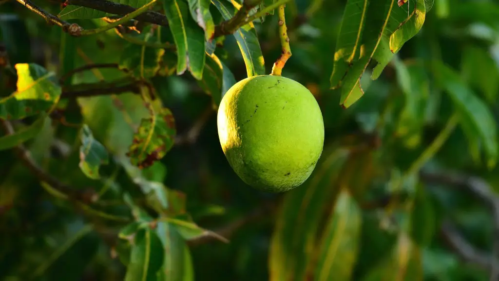 When To Pick Florida Avocado From Tree