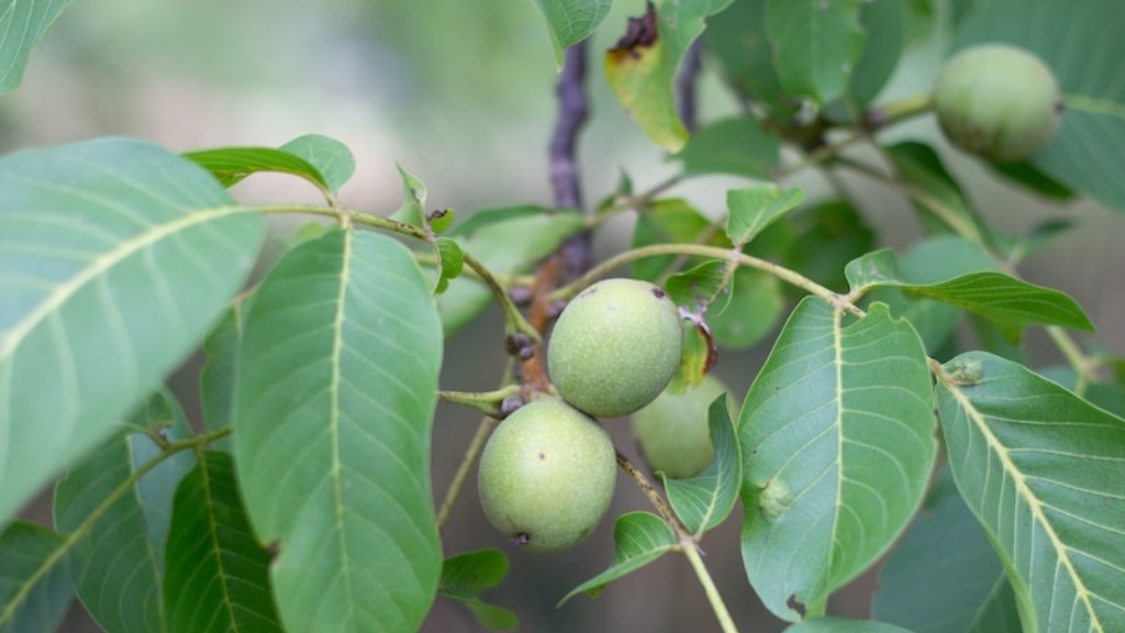 What is the fastest growing nut tree?