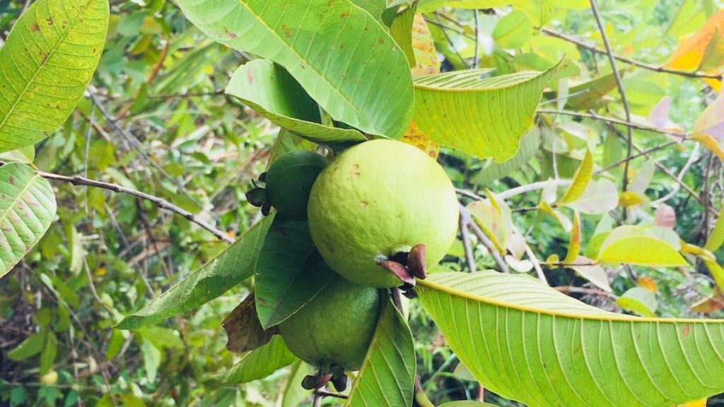 How To Fruit Lemon Tree