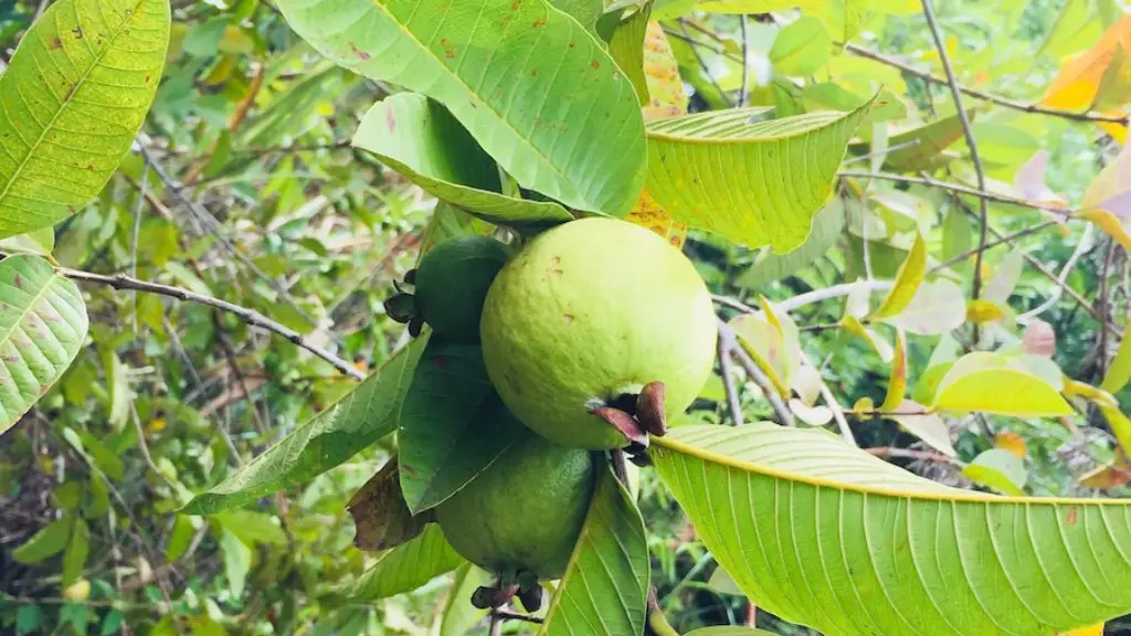 A picture of apple tree?