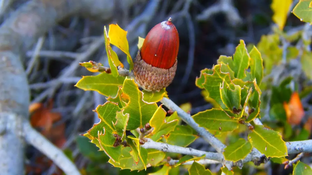 What nuts arent tree nuts?