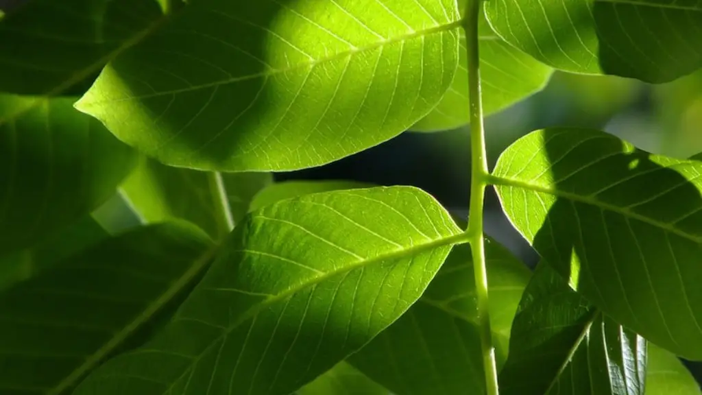 Can you grow a pistachio tree from a nut?