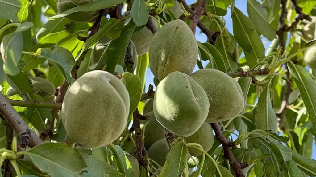 Has Avocado Tree