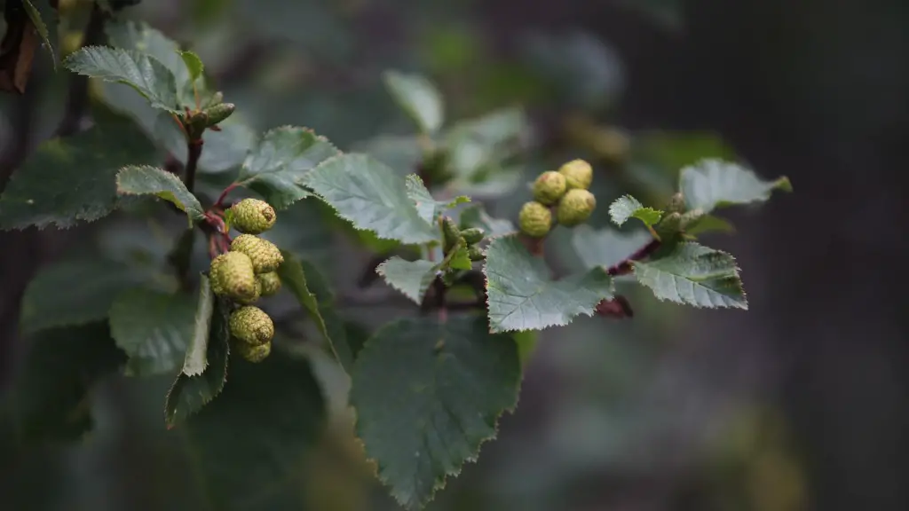 How to grow an apple bonsai tree?