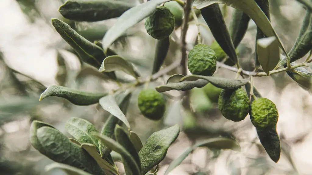 Are acorns a tree nut allergy?