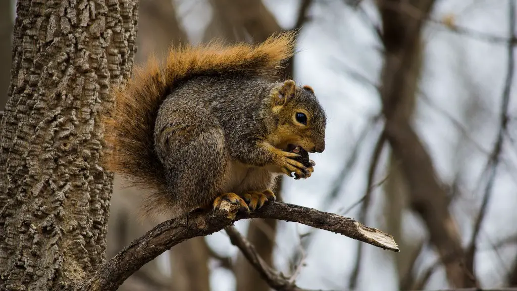 Is shea butter safe for tree nut allergy?