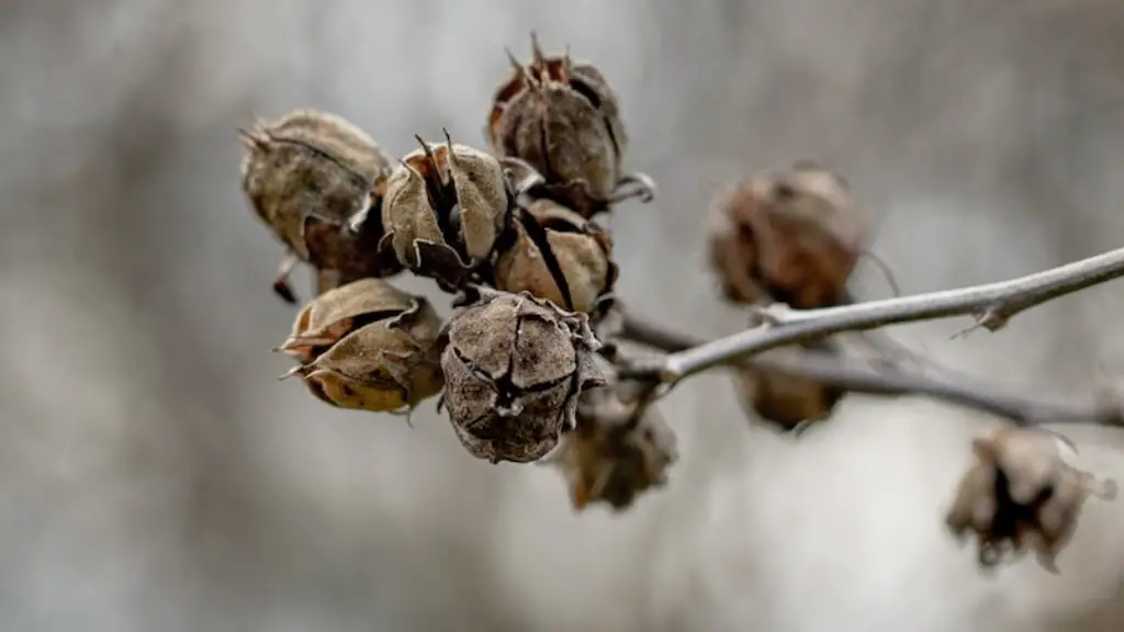 How To Get Lemon Tree To Bear Fruit