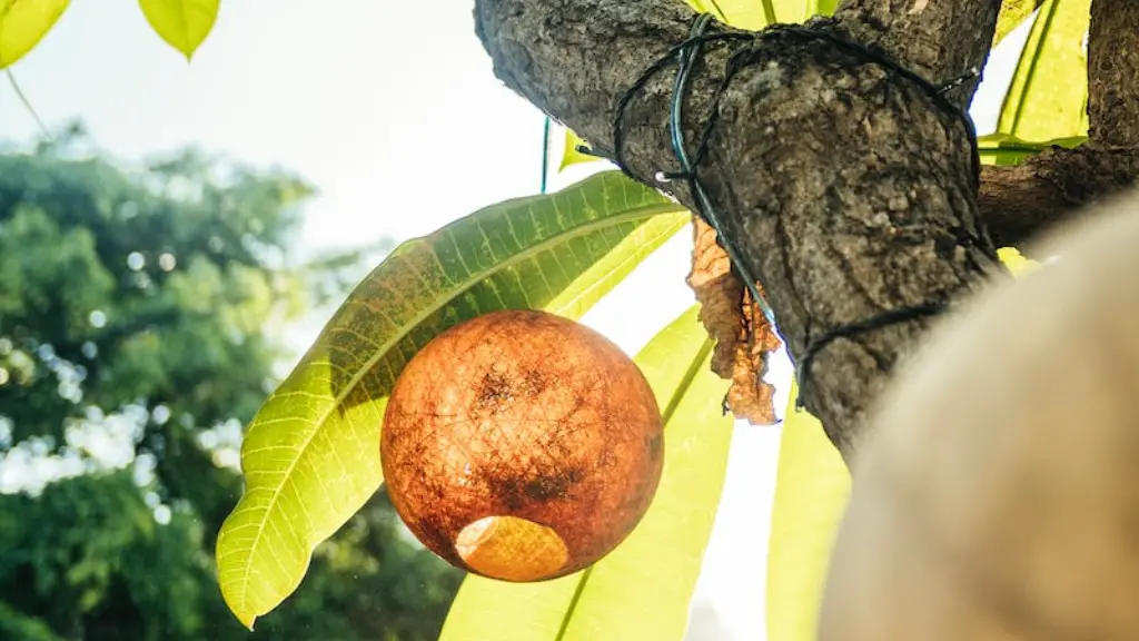 How To Cut Back An Avocado Tree