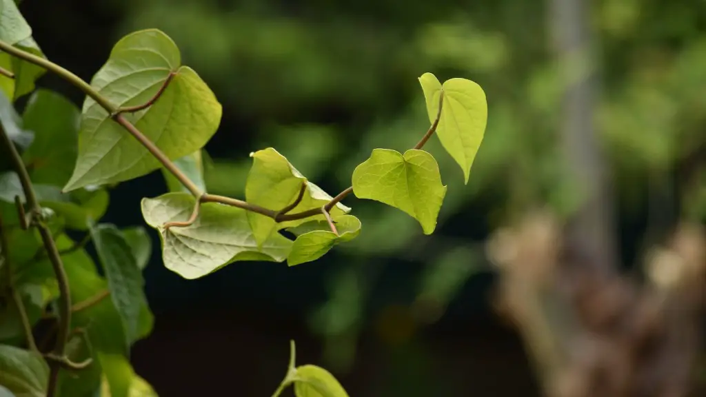 How Deep Do Avocado Tree Roots Grow