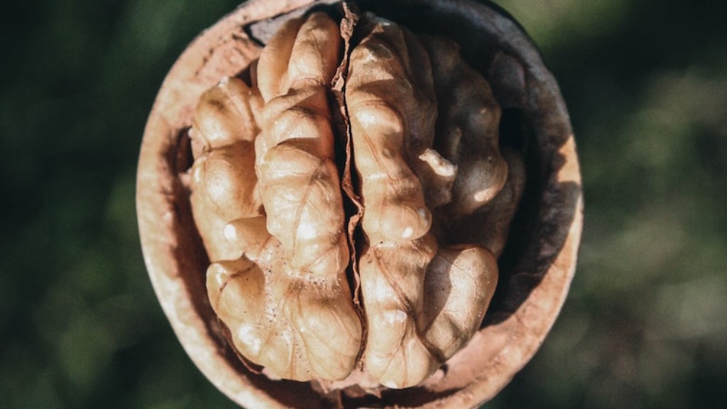 Is an almond a tree nut?