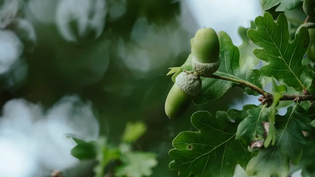 How to draw apple tree with fruits?