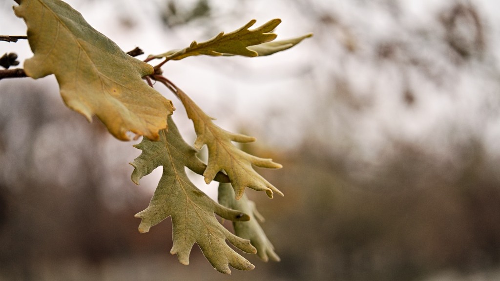 What Do The Leaves Of An Avocado Tree Look Like