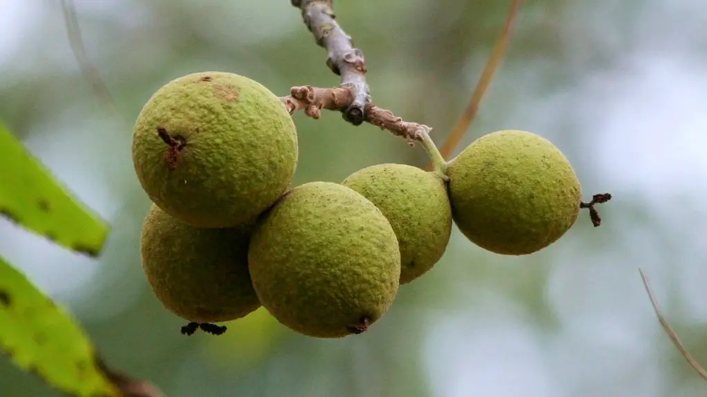 How Do You Take Care Of A Meyer Lemon Tree