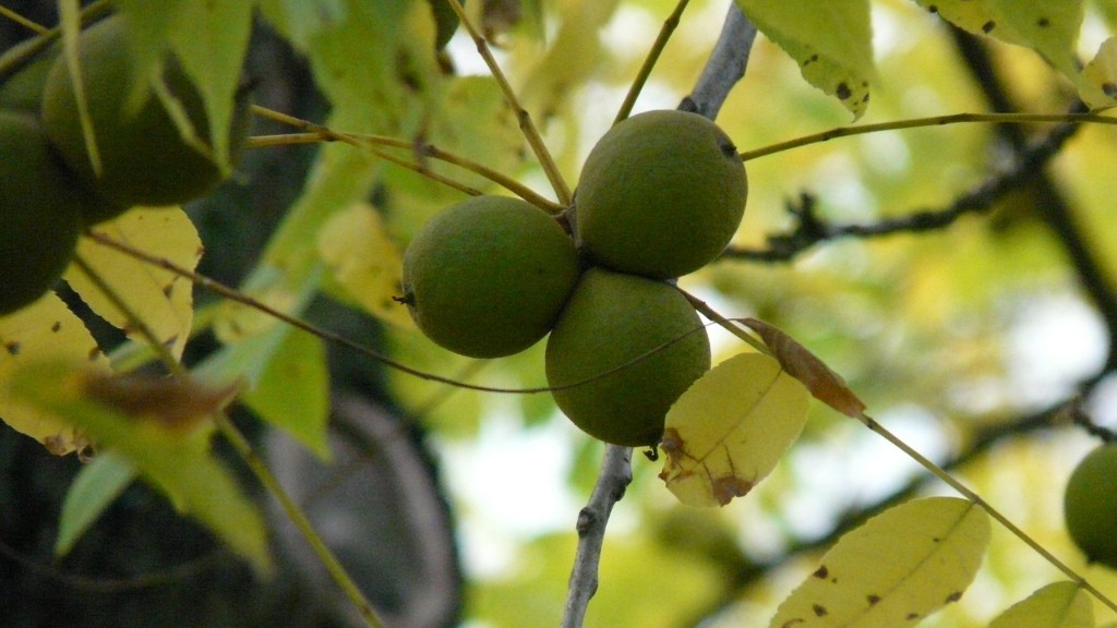 How long to get apples from a tree?