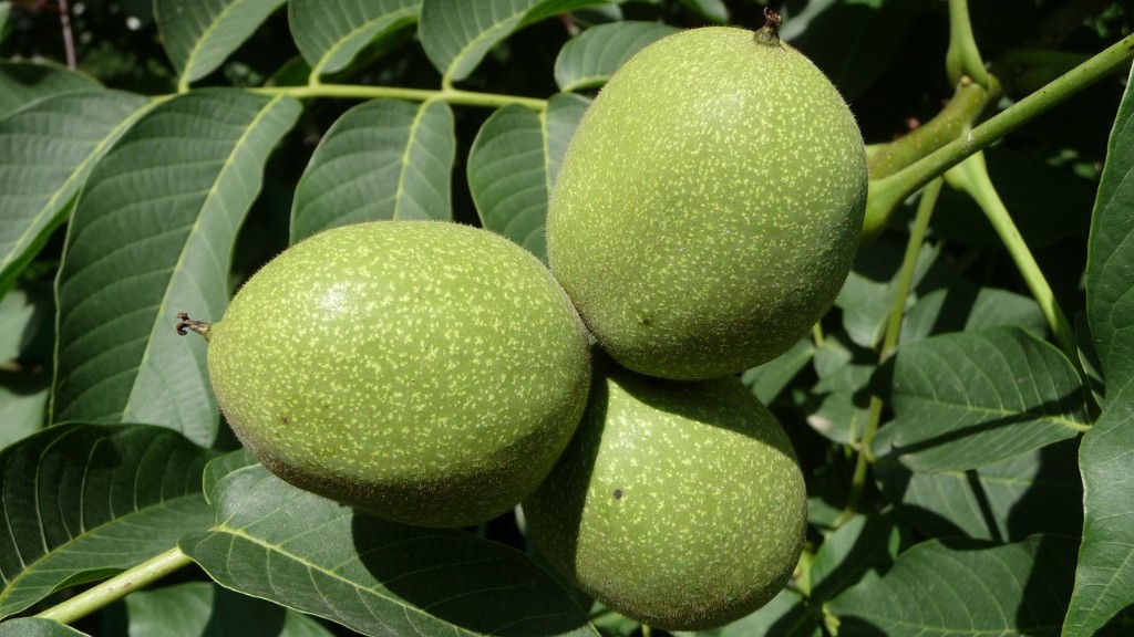What Is The Most Disease Resistant Apple Tree
