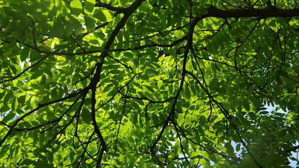 A plant that looks like a palm tree?