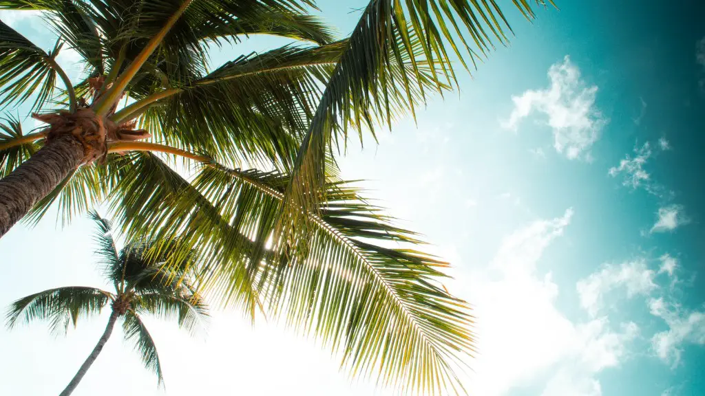 How To Make A Palm Tree Drawing