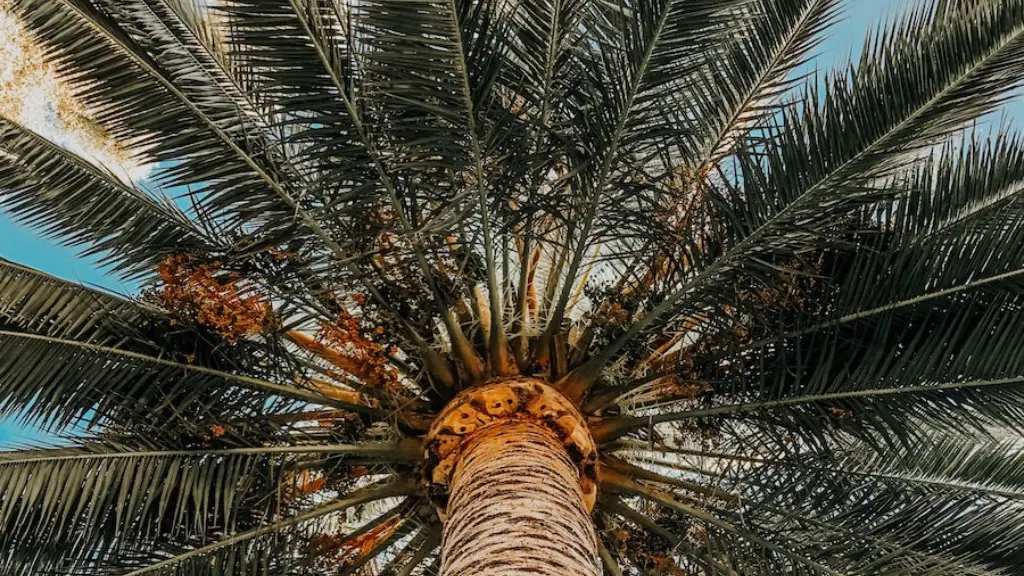 How To Trim A Sylvester Palm Tree