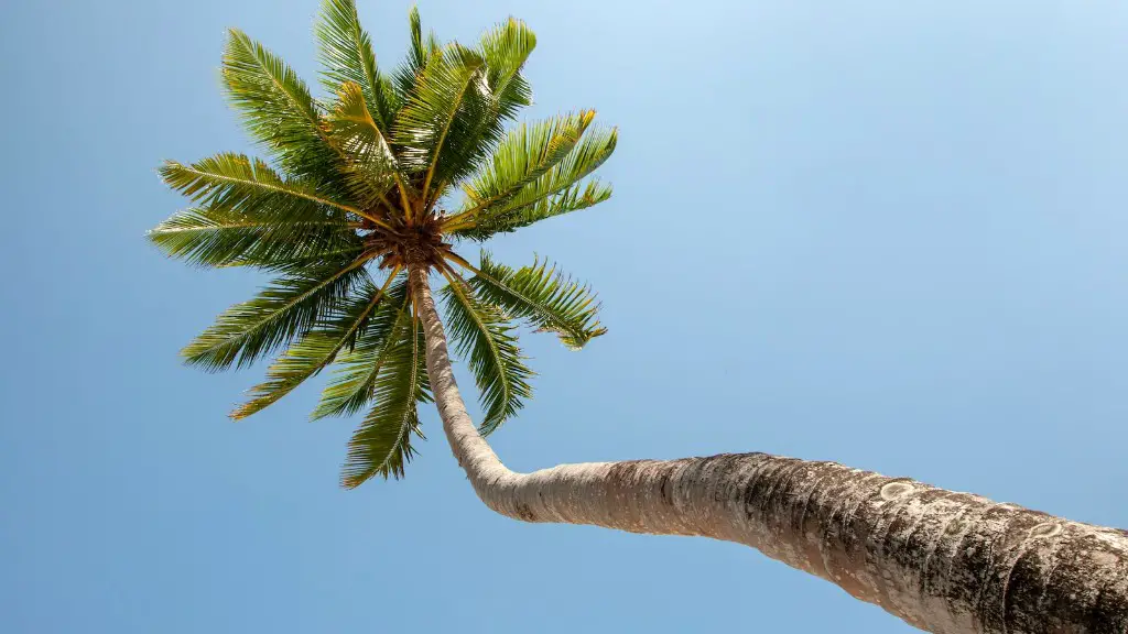 How To Catch Palm Tree Bugs Acnh