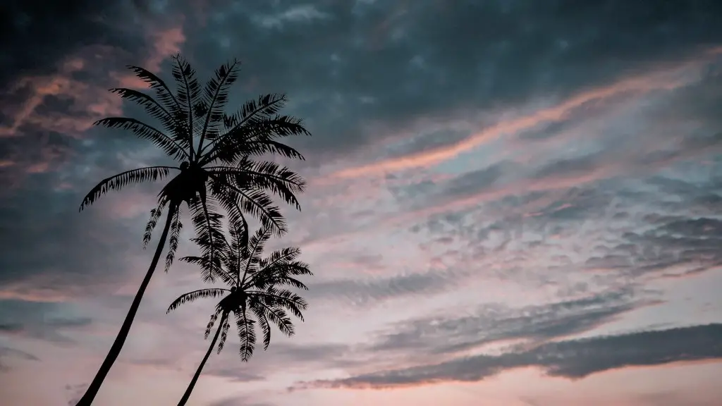 How much water should a palm tree get?