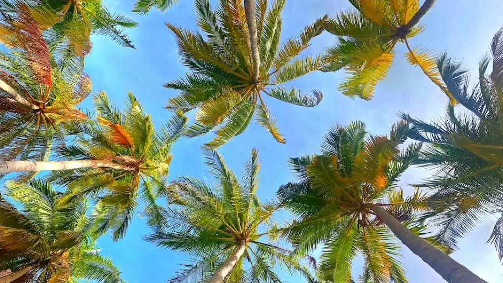 How do you winterize a palm tree?