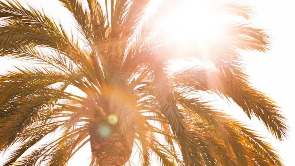 Are Palm Tree Native To Florida