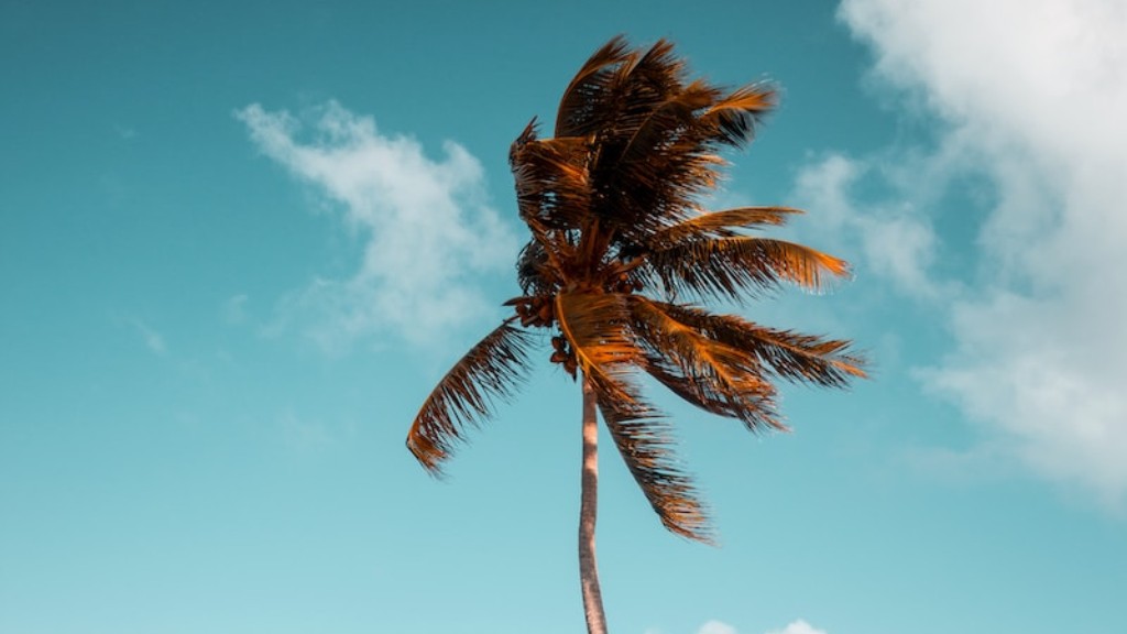 How long does it take to grow a palm tree?