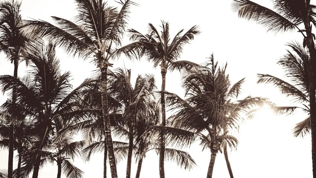 How To Prevent Palm Tree From Growing