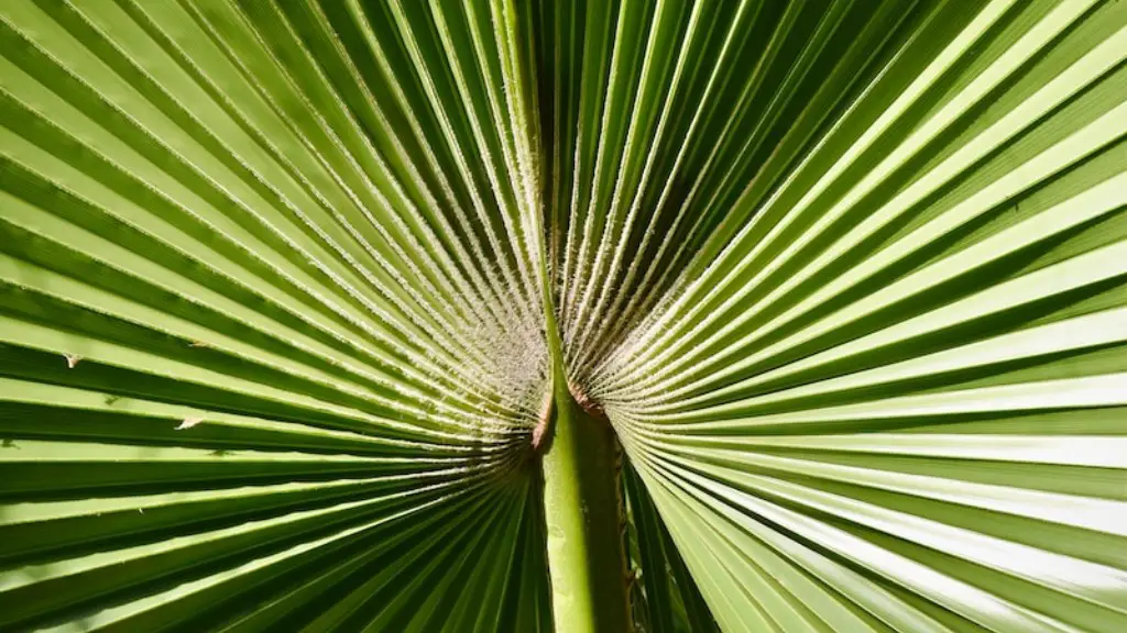 How much water does an indoor palm tree need?