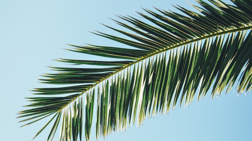 Can you grow a palm tree in ohio?