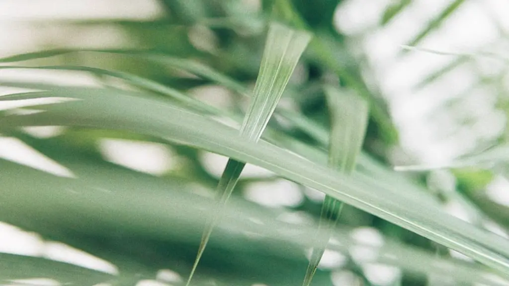 Can dogs chew on palm tree bark?