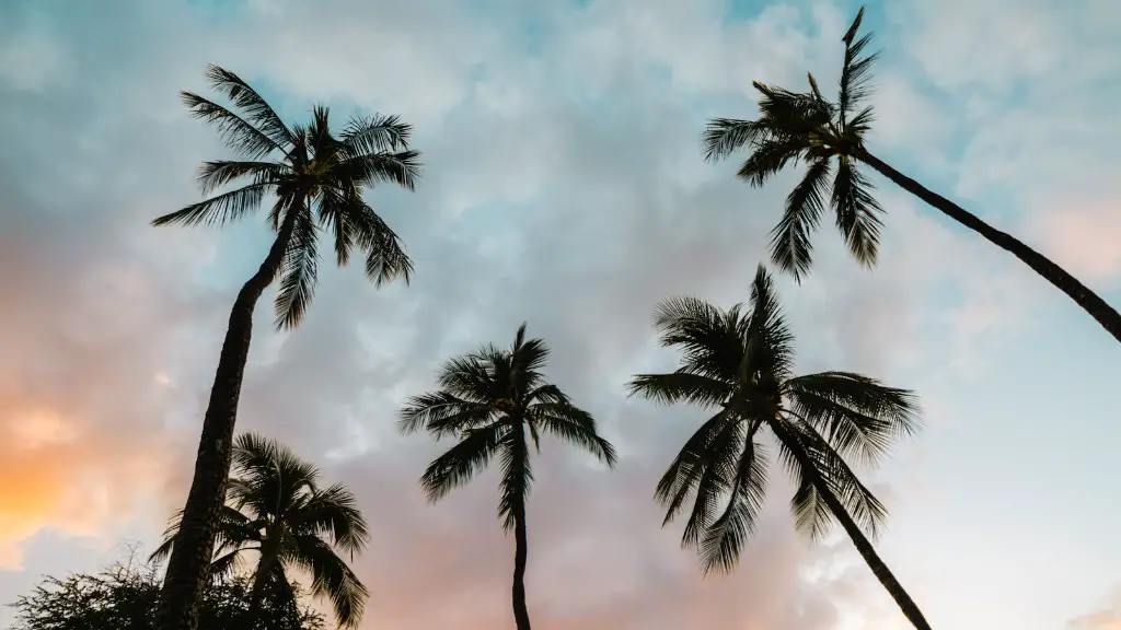 How does a palm tree flourish?